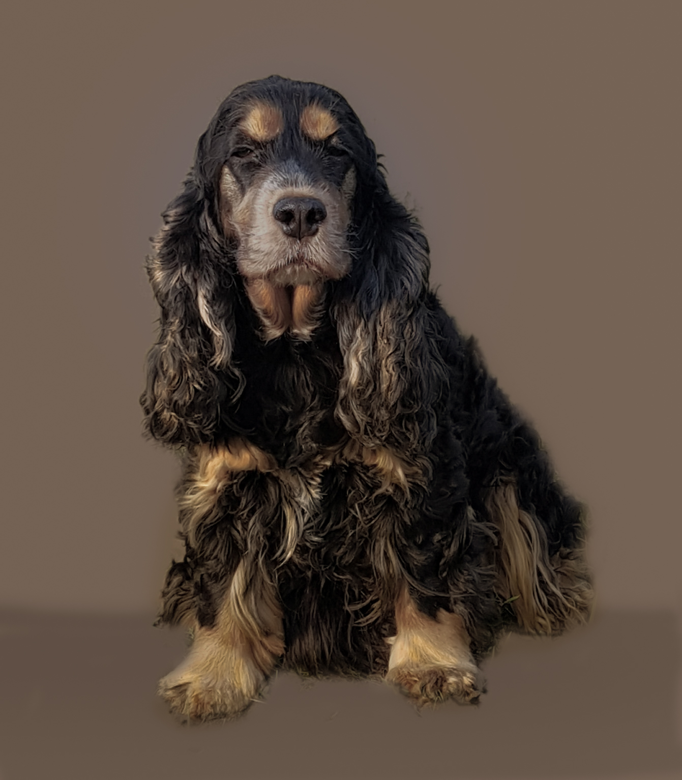 Engelse Cocker Spaniel Kennel Bozinga - Onze Honden